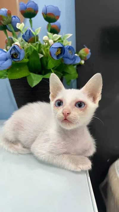 Two Kittens for Adoption – Need Loving Home – Includes Cat House, Carrier, Scratching Post, Litter Boxes, Bowls, Food & Litter