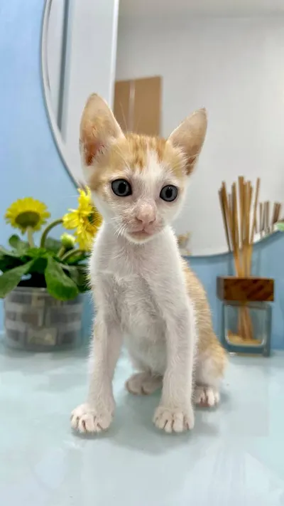Two Kittens for Adoption – Need Loving Home – Includes Cat House, Carrier, Scratching Post, Litter Boxes, Bowls, Food & Litter