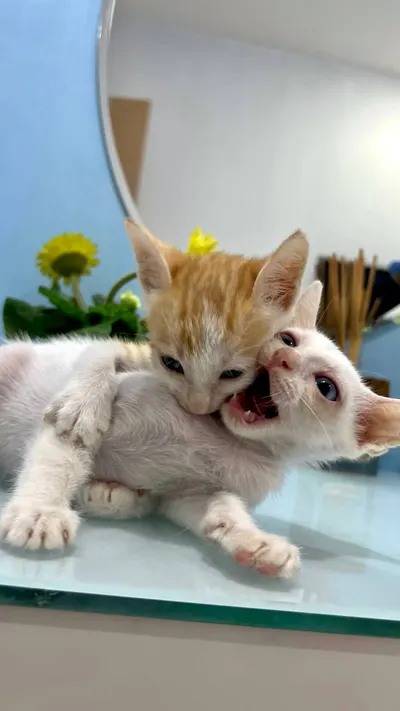Two Kittens for Adoption – Need Loving Home – Includes Cat House, Carrier, Scratching Post, Litter Boxes, Bowls, Food & Litter