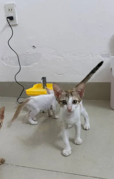 Những chú mèo cái tìm nhà – 2–4 tháng tuổi – Đã tiêm chủng đầy đủ