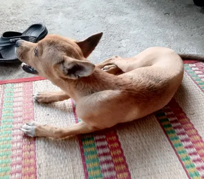 3.5-Month-Old Vietnamese Puppy – Free to Good Home