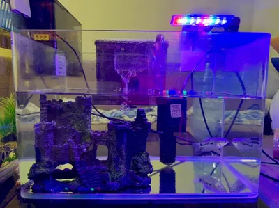 Two Aquariums with Fish – 38L and 22L
