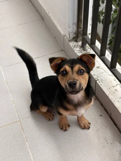 Playful Puppy for Adoption – Healthy 4-Month-Old Boy, ~5.5kg