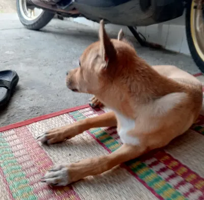 3.5-Month-Old Vietnamese Puppy – Free to Good Home