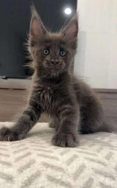 Котята Мейн Кун – Раннее бронирование