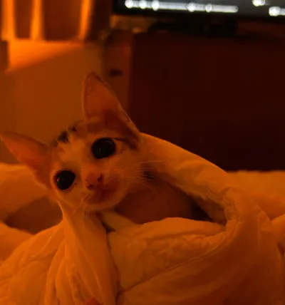 小猫寻求领养 – 1.5个月大 – 友好且深情 – 芽庄北部