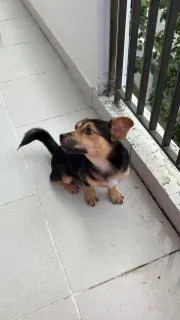 Playful Puppy for Adoption – Healthy 4-Month-Old Boy, ~5.5kg
