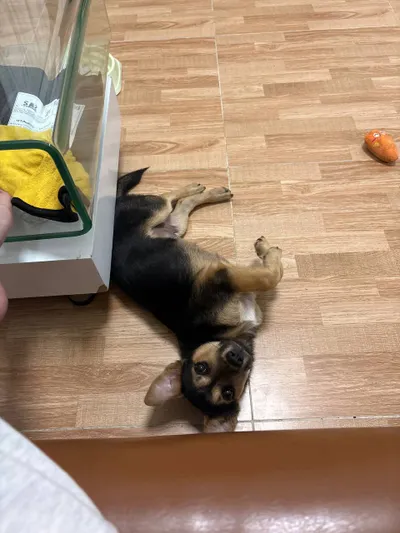 Playful Puppy for Adoption – Healthy 4-Month-Old Boy, ~5.5kg
