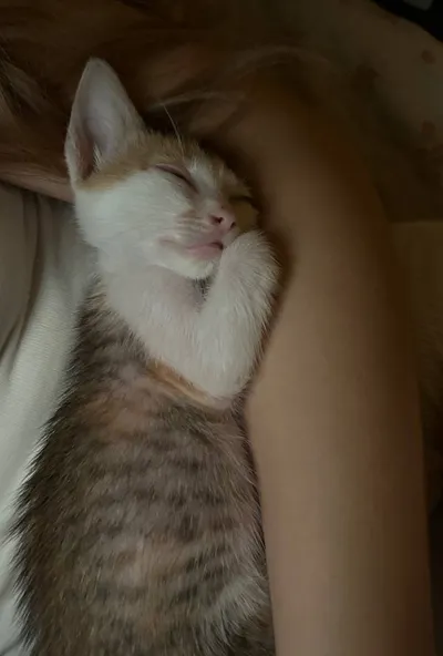 小猫寻求领养 – 1.5个月大 – 友好且深情 – 芽庄北部