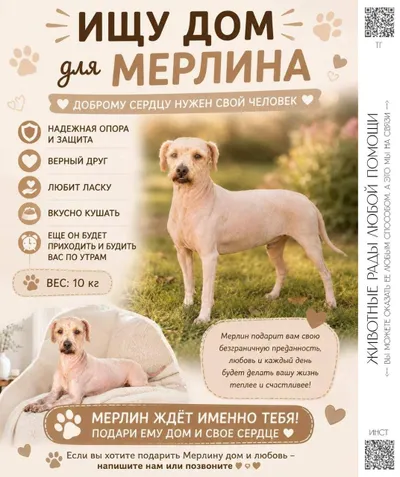 Спасённые собаки – бесплатная передача в добрые руки