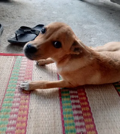 3.5个月大越南犬幼犬 – 免费送给好心人