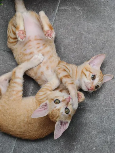 Two Male Kittens Available for Adoption in Nha Trang