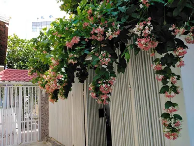 芽庄北部出租房屋 – 距洪庄海滩200米
