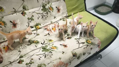 Отдаём котят в добрые руки – 1,5 месяца, игривые и ласковые
