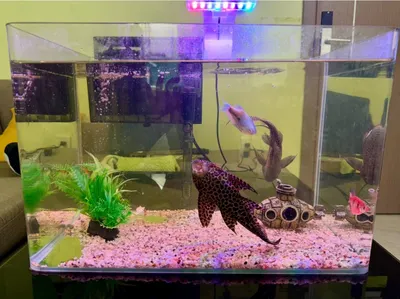 Two Aquariums with Fish – 38L and 22L Sets