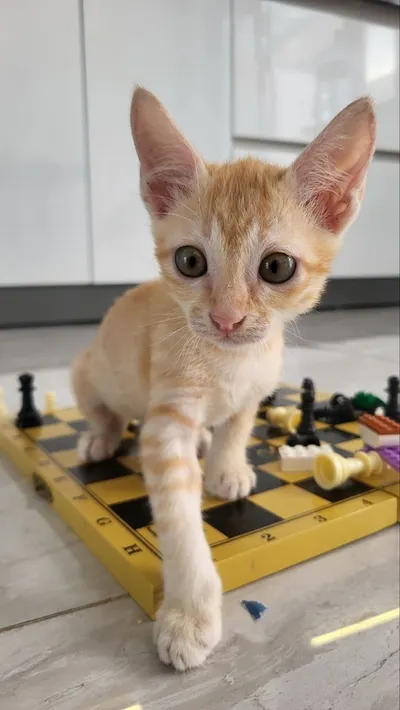 Two Male Kittens Available for Adoption in Nha Trang