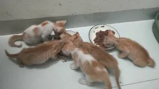Отдаём котят в добрые руки – 1,5 месяца, игривые и ласковые