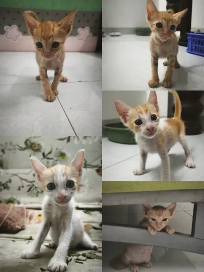 Отдаём котят в добрые руки – 1,5 месяца, игривые и ласковые