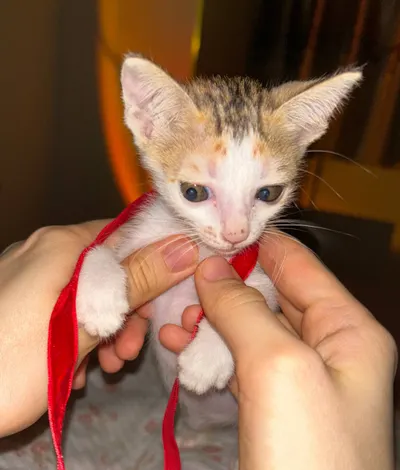 小猫寻求领养 – 1.5个月大 – 友好且深情 – 芽庄北部