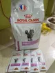 Dry & Wet Cat Food for Kidney Issues – 1.8kg + 4 Packs – 800K VND
