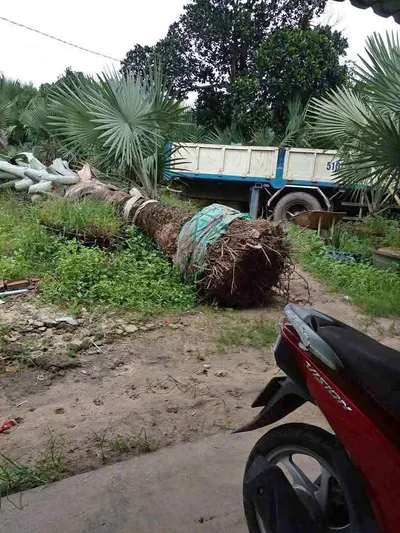 Truck crane lifting and transport service, Nha Trang area